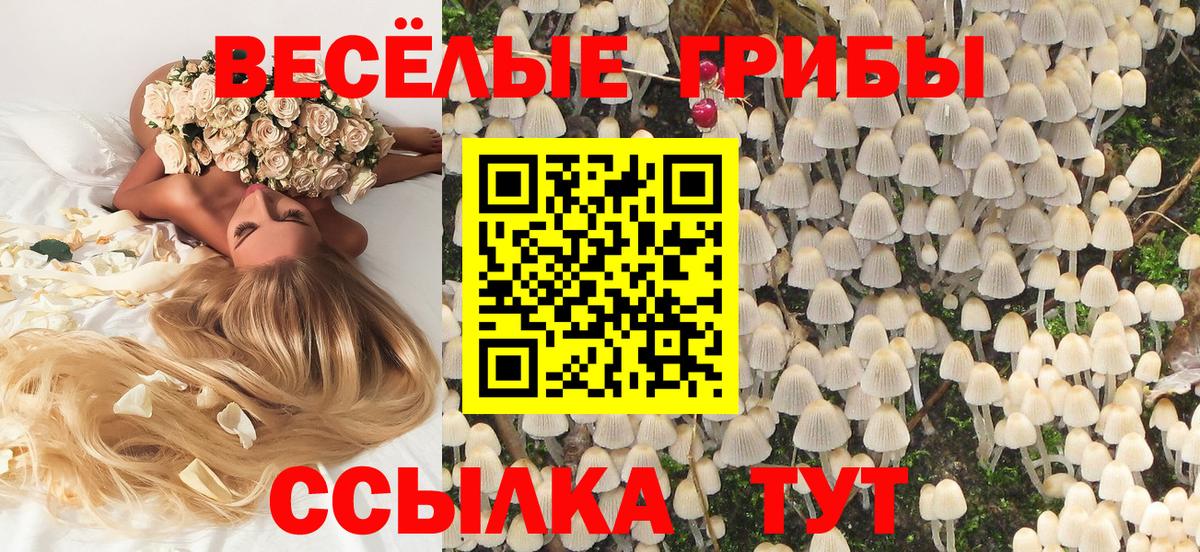 Псилоцибиновые грибы Cubensis Курчатов